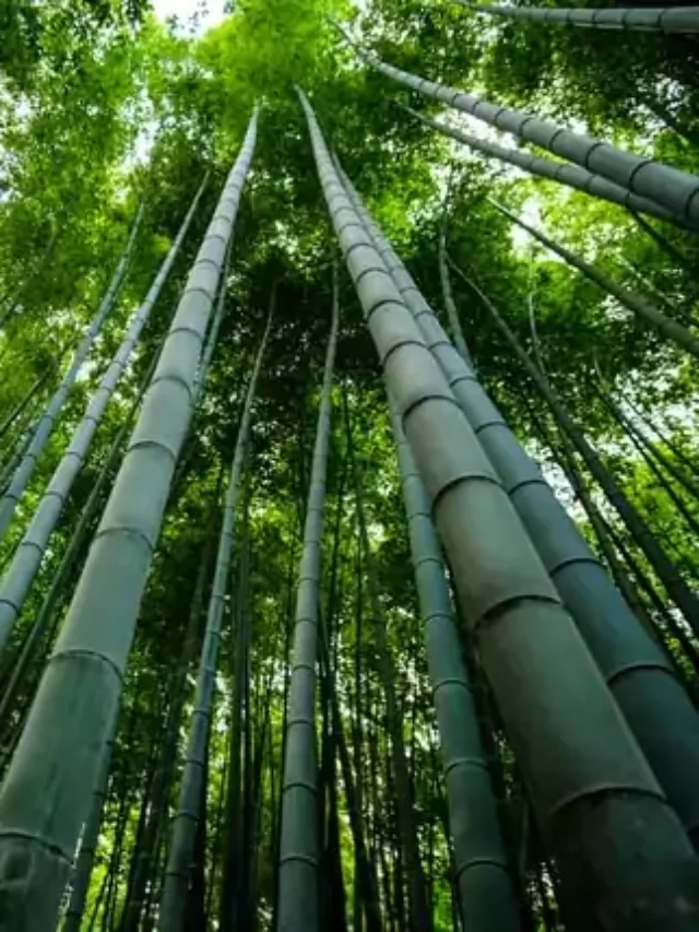 cropped-bamboo-business-ideas.webp